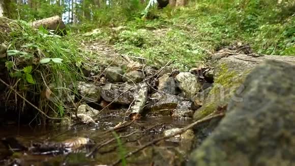 斯托克河和森林的脚下视频的预览图