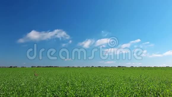 绿色的田野和多云的天空视频的预览图