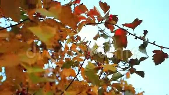 秋天森林里阳光下的山楂浆果视频的预览图
