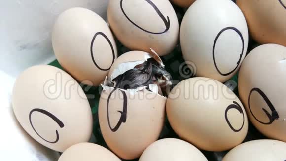 鸡蛋里的鸡移动试图突破外壳特殊农业孵化器内的新生鸡视频的预览图