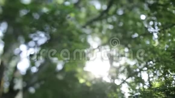 夏日阳光明媚的树叶视频的预览图