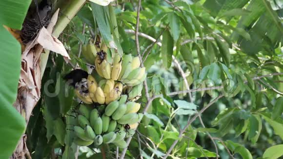 鸟灯泡鸟在种植园里吃着正在生长的一串香蕉追踪高清拍摄的高质量镜头视频的预览图
