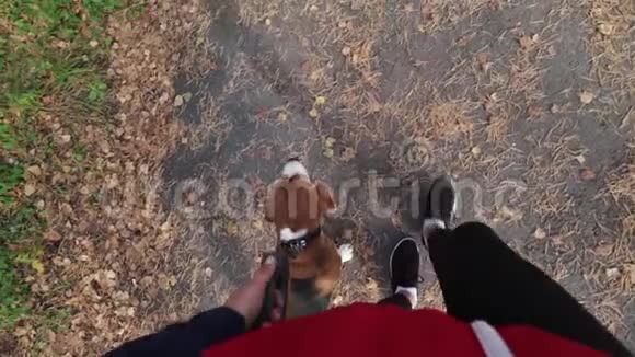 秋天公园里和一只小猎犬散步的女孩视频的预览图
