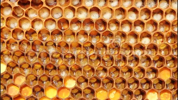 蜜蜂的卵和幼虫视频的预览图