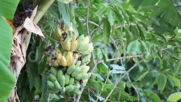 鸟灯泡鸟在种植园里吃着正在生长的一串香蕉追踪高清拍摄的高质量镜头视频的预览图