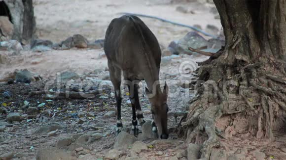 尼尔盖羚羊科学名博塞拉福斯在树林里觅食视频的预览图