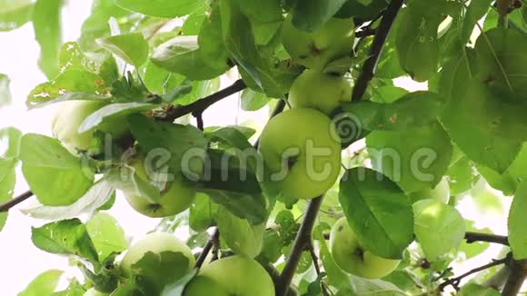 苹果在树上绿苹果在树上有机水果美丽的苹果在阳光下成熟在树枝上视频的预览图