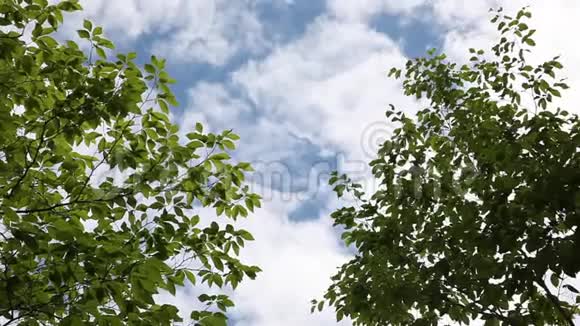 蓝天和树木视频的预览图