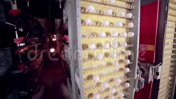 在巨大的家禽养殖场生产鸡蛋视频的预览图