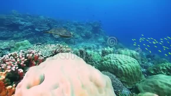 天然原始珊瑚不漂白或死亡视频的预览图