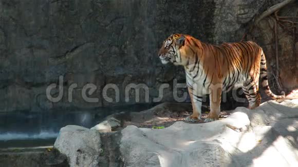 老虎站在瀑布前环顾四周视频的预览图