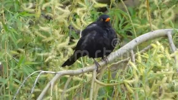 黑鸟坐在树枝上视频的预览图