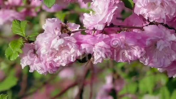 蜜蜂授粉开花杏花关门视频的预览图