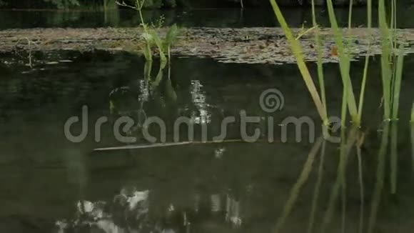 雨季在丛林中溢出的三角洲河视频的预览图