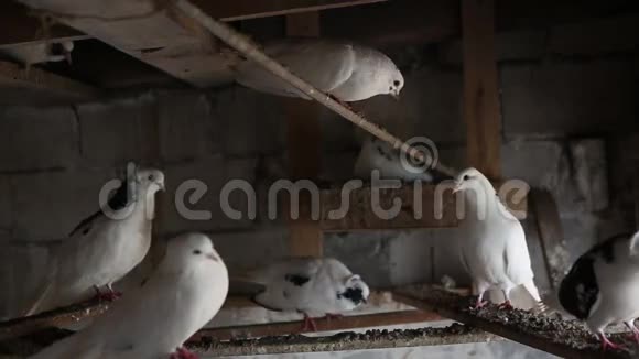 度假村里的家鸽视频的预览图