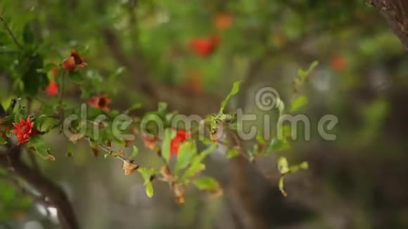 在树上开花的石榴果实视频的预览图