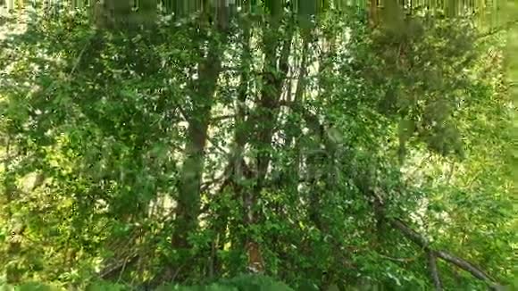 阳光照在林梢之间低角度跟踪全景视频的预览图