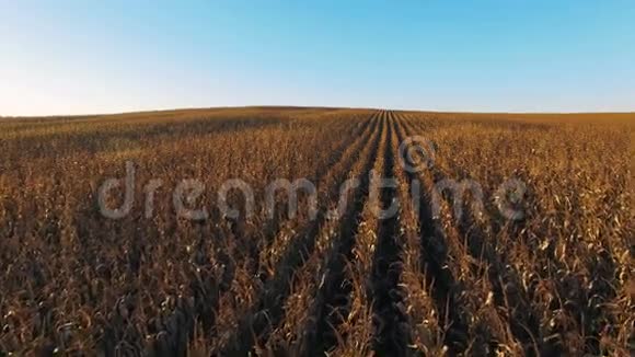 4K在金色夕阳下飞越成熟的玉米地上空空中全景视频的预览图