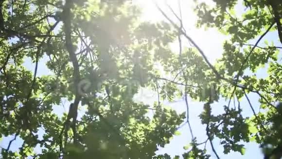夏日阳光明媚的树叶视频的预览图