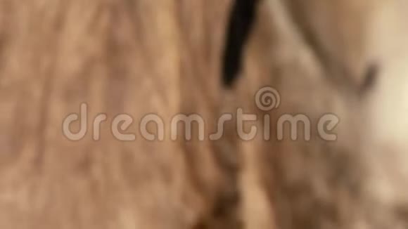 农场里的澳大利亚奶牛视频的预览图