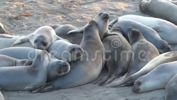 大象海豹聚集在一起取暖视频的预览图