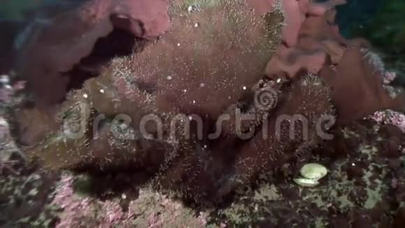 厚厚的棕色草地海底的海藻视频的预览图