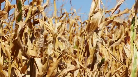 夏天的玉米地风中的植物视频的预览图