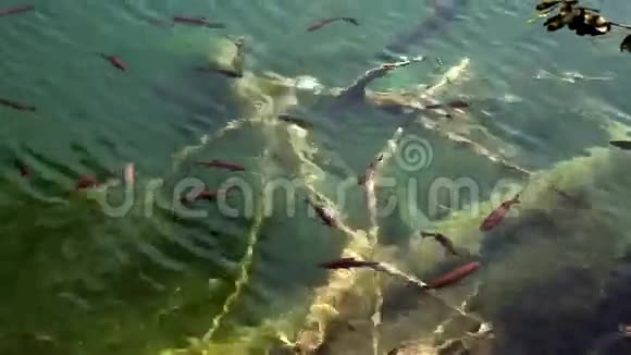 在湖里游泳的鱼视频的预览图