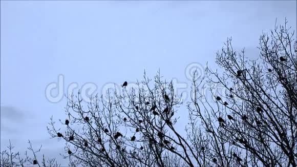 树上的乌鸦大自然团队会议视频的预览图