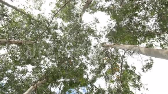 桉树叶绿树在极高的天空阳光和环境背景森林视频的预览图