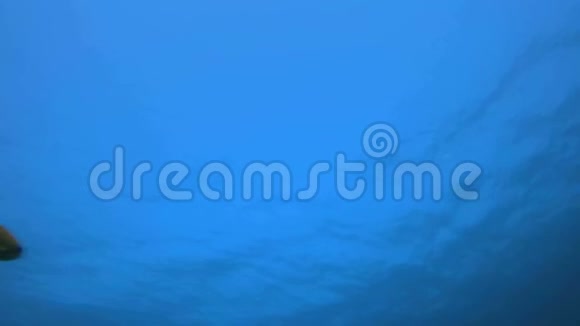 蓝色的水和五颜六色的鱼视频的预览图
