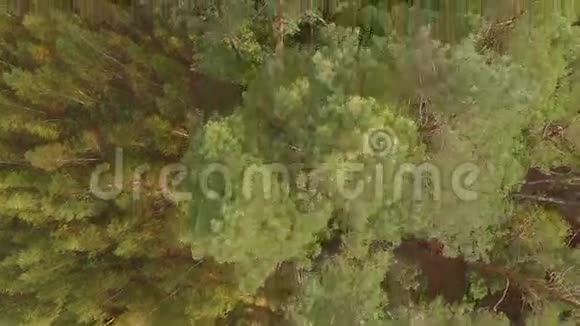 空气飞越秋季针叶落叶林视频的预览图
