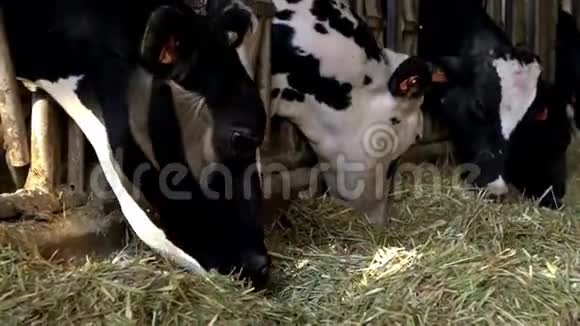 现代农场奶牛饲养过程家畜吃干草视频的预览图