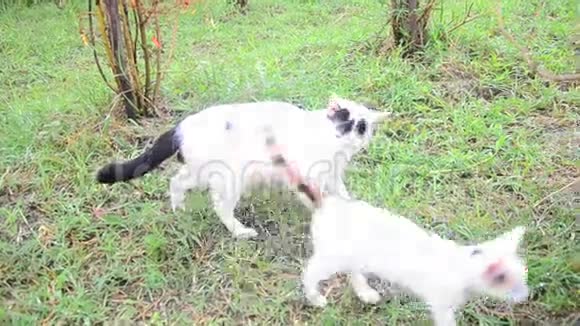 小猫和小猫在花园里玩耍视频的预览图