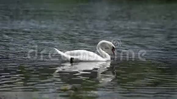 阳光明媚的夏日天鹅在湖边游泳视频的预览图