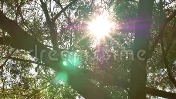 自然背景美丽的太阳透过风树绿叶的吹拂而闪耀视频的预览图