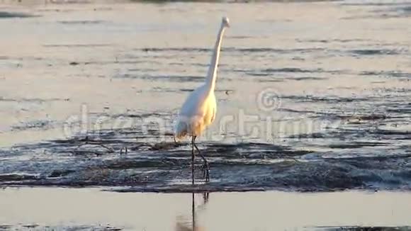 大白鹭站在池边视频的预览图