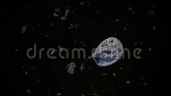 显微镜下池塘水中的微生物视频的预览图