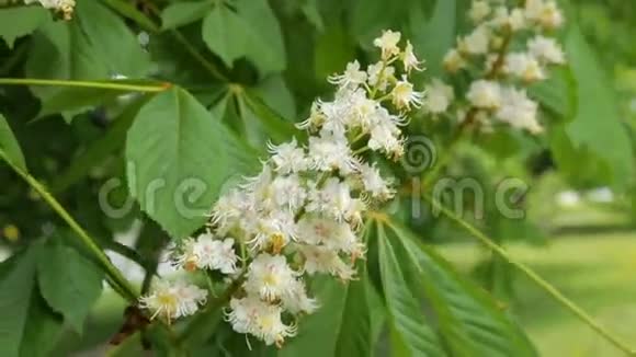 开花的栗子春花盛开的栗子树股票录像视频的预览图