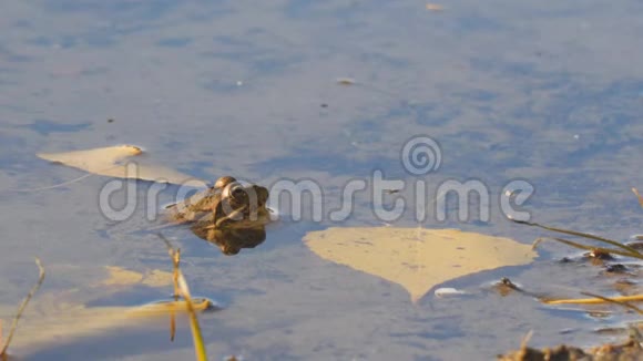 秋叶旁的水中蛙视频的预览图