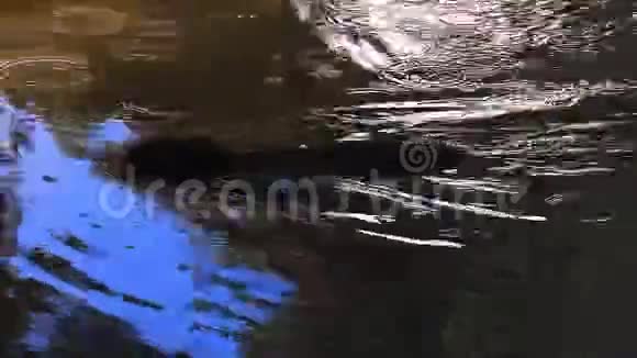水獭在池塘里玩耍和游泳实时4k视频的预览图