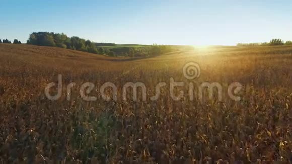 4K在金色夕阳下飞越成熟的玉米地上空空中全景视频的预览图