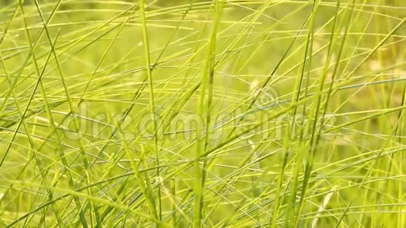 有阳光的草叶泰国香麦视频的预览图