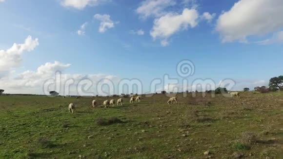 草甸牧羊群视频的预览图