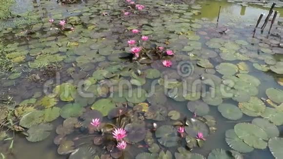 苏霍台历史公园的小池塘视频的预览图