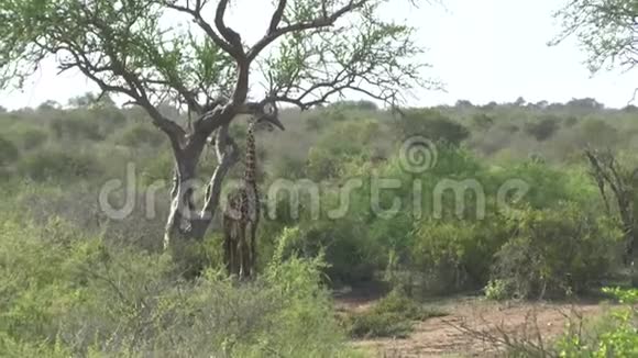 肯尼亚萨凡纳野生动物园里的长颈鹿视频的预览图