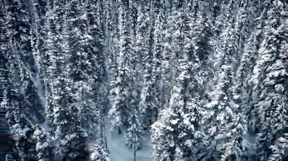 飞越冰冻的雪树视频的预览图