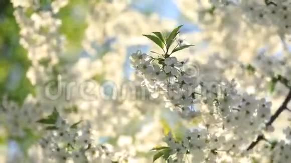 春季开花樱桃白花特写选择性聚焦和浅深的田野视频的预览图