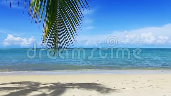 加勒比海和棕榈叶视频的预览图