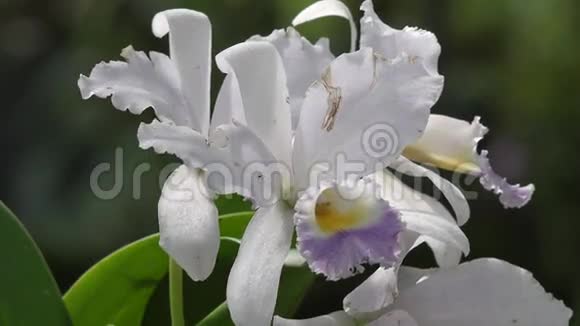 白花开花植物自然视频的预览图